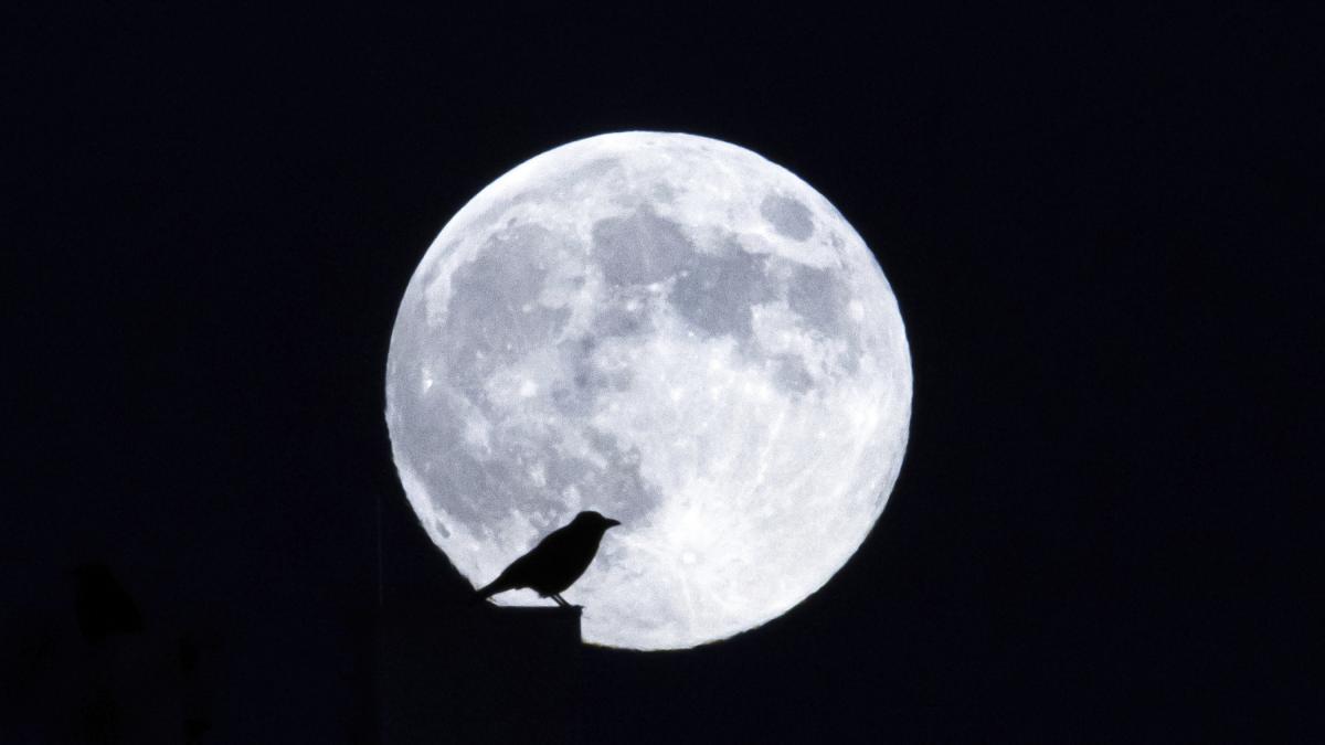 Superluna del Castoro 2025: cos