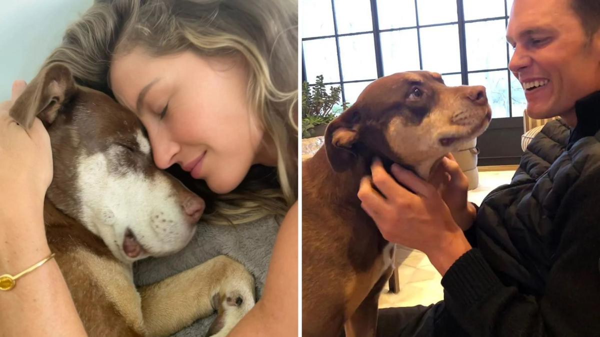 Tom Brady ha fatto clonare l'amato cane Lua: "Una seconda possibilità con Junie"