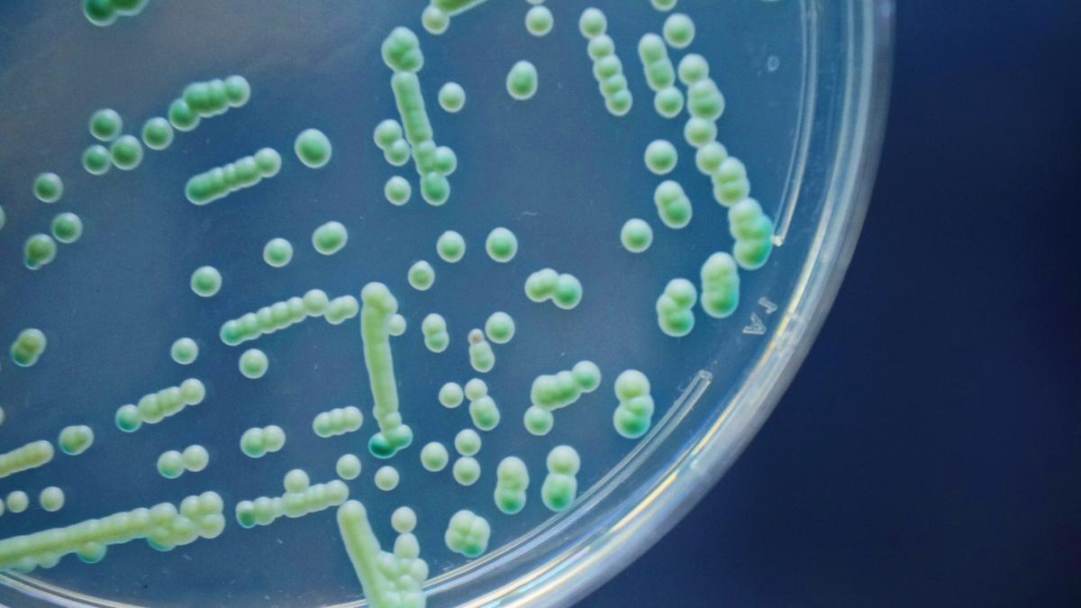 Cura della candida: la svolta in uno studio sull