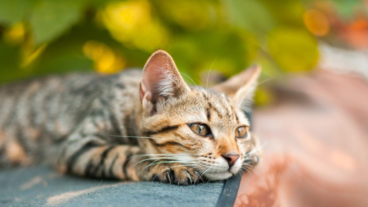 La chiave per capire l