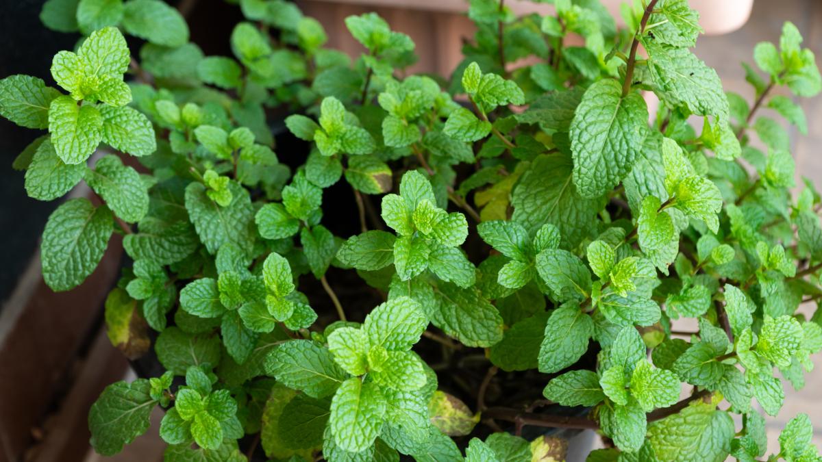 Olio Essenziale Di Menta Piperita Biologico Essenciales - 100% Puro, 30 Ml - Per Diffusore E Massaggi, Certificato ECO