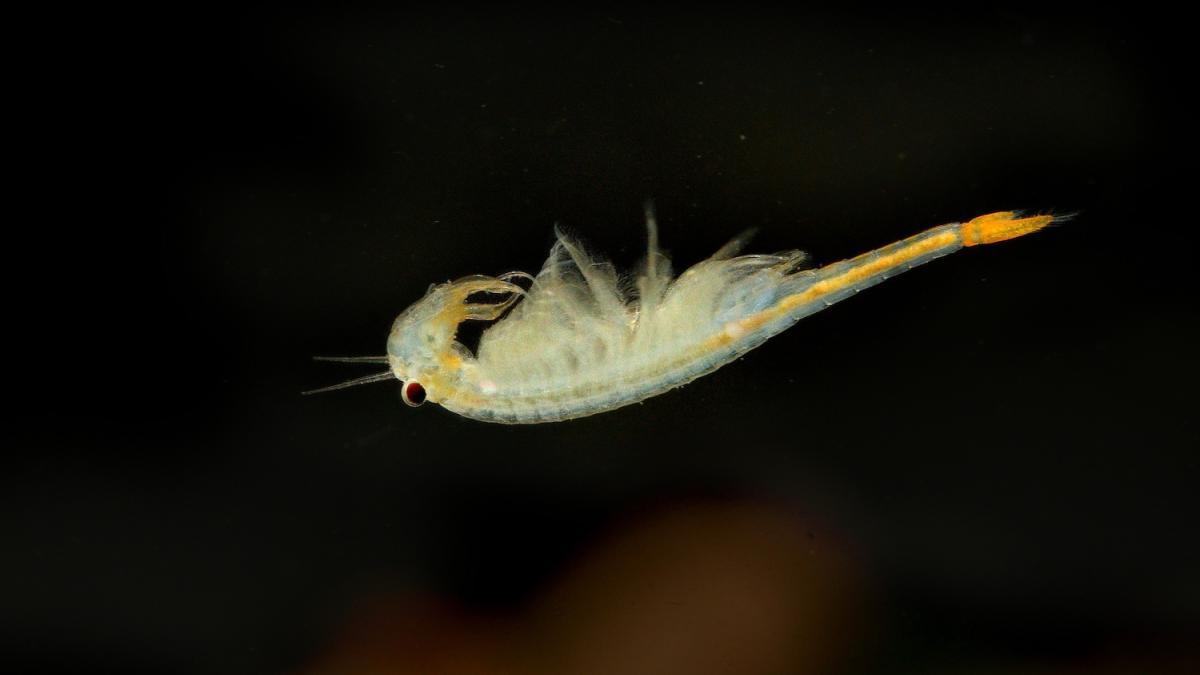 Un virus marino ha fatto il salto di specie: una persona ha perso la vista