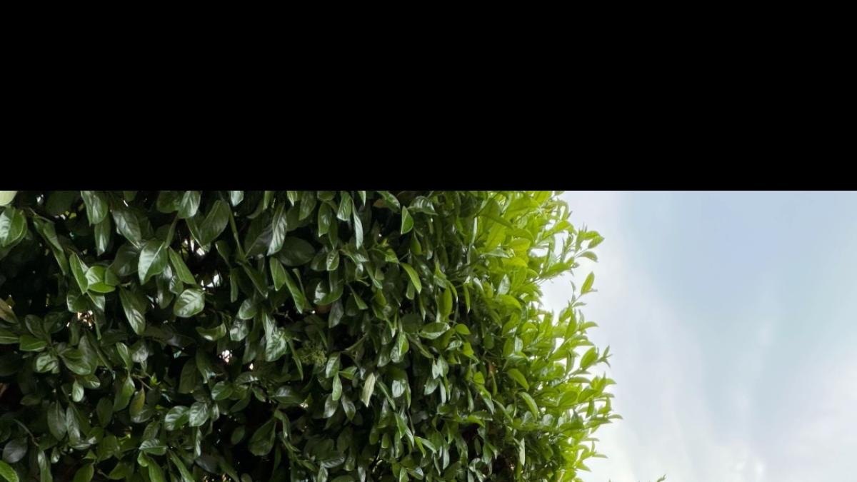 McTominay, un napoletano vero: da McFratm e Geolier alla statua di Diego nel giardino di casa...