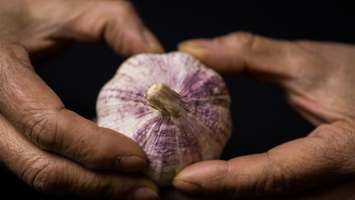 longevit224 l aglio potrebbe aiutare i muscoli a invecchiare meglio da Gazzetta.it longevit224 l aglio potrebbe aiutare i muscoli a invecchiare meglio