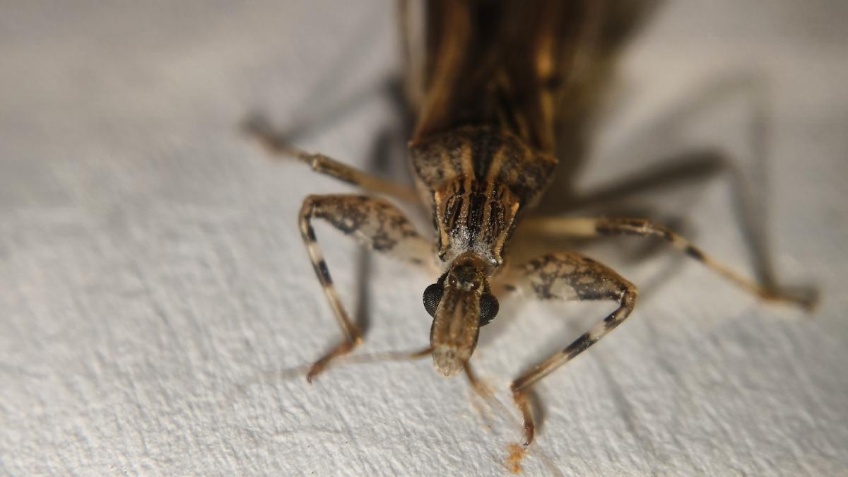 Che cos'è la malattia di Chagas, perché fa paura e i rischi 