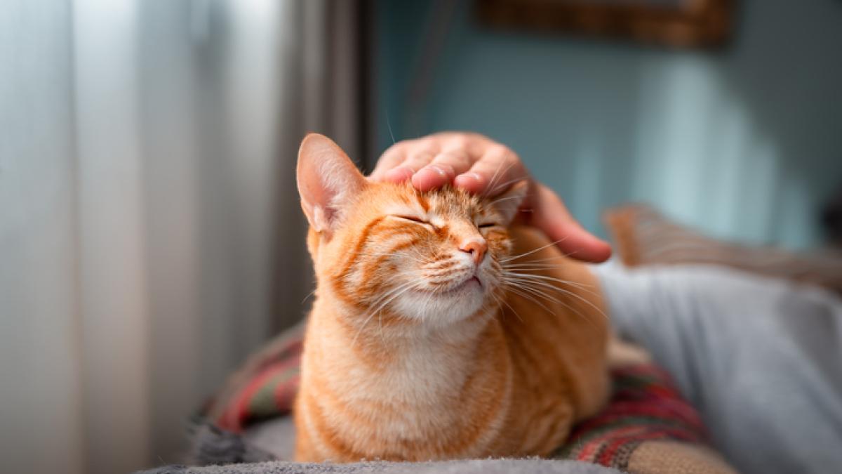 I bambini con l'asma possono avere un gatto? Lo studio che "assolve" i felini