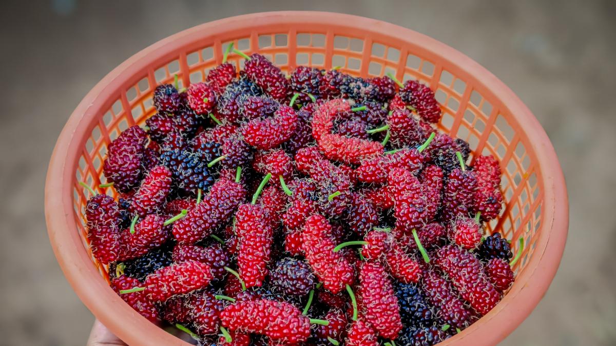 gelso il superfood versatile buono e dai tanti benefici da Gazzetta.it gelso il superfood versatile buono e dai tanti benefici