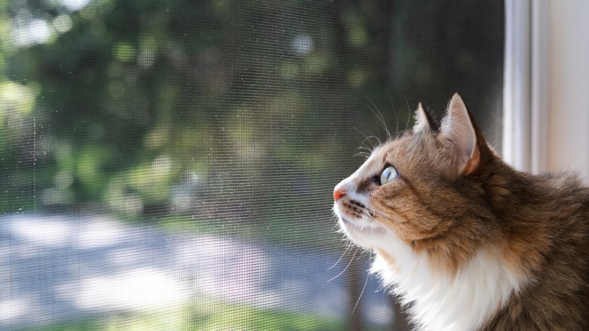 i gatti liberi di entrare e uscire da casa portano pi249 malattie anche gravi ecco quali da Gazzetta.it i gatti liberi di entrare e uscire da casa portano pi249 malattie anche gravi ecco quali