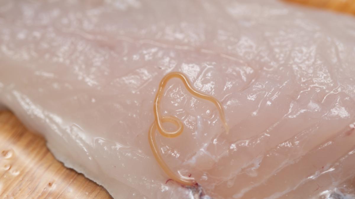 Tossine marine: a cosa fare attenzione se mangi pesce, dalla ciguatossina alla sindrome sgombroide