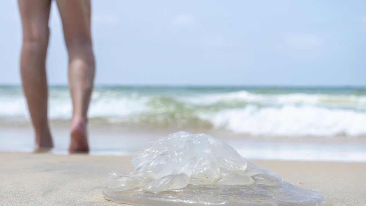 fa troppo caldo i consigli dell angiologo per alleggerire le gambe ed evitare rischi circolatori da Gazzetta.it fa troppo caldo i consigli dell angiologo per alleggerire le gambe ed evitare rischi circolatori