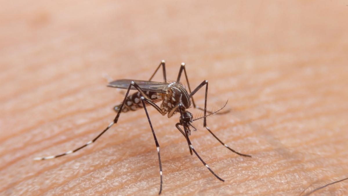 zecche zanzare e virus l avvertimento di bassetti i rischi non sono solo in paesi esotici da Gazzetta.it zecche zanzare e virus l avvertimento di bassetti i rischi non sono solo in paesi esotici