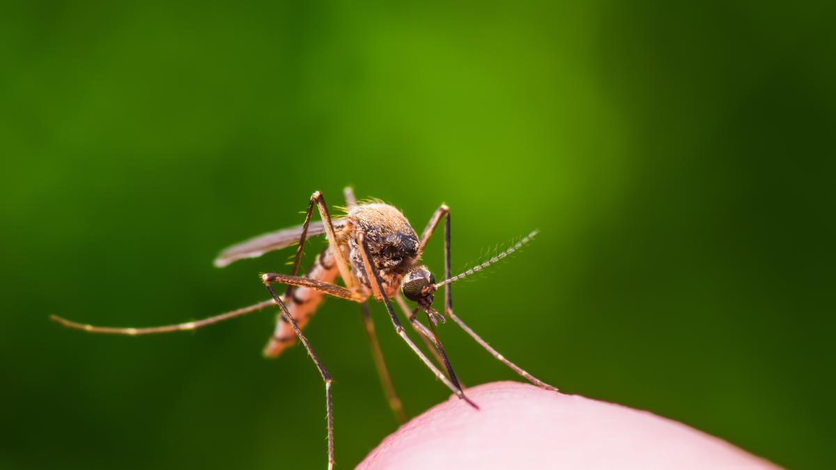 malaria due morti in germania come si trasmette e quali precauzioni prendere da Gazzetta.it malaria due morti in germania come si trasmette e quali precauzioni prendere