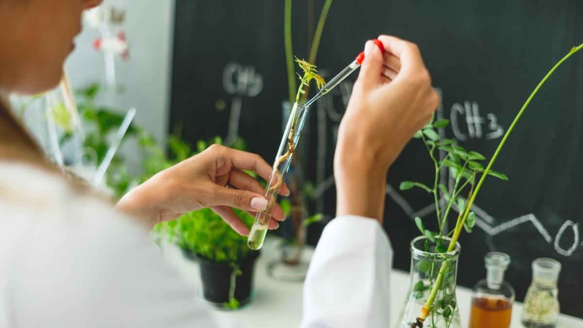 Diabete, uno studio rimette in gioco le piante curative usate da secoli