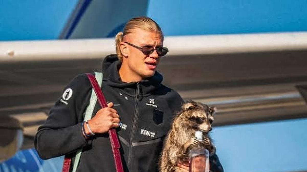 live finale mondiale il presidente dell argentina milei a casa per scaramanzia gli animalisti attaccano haaland da Gazzetta.it live finale mondiale il presidente dell argentina milei a casa per scaramanzia gli animalisti attaccano haaland