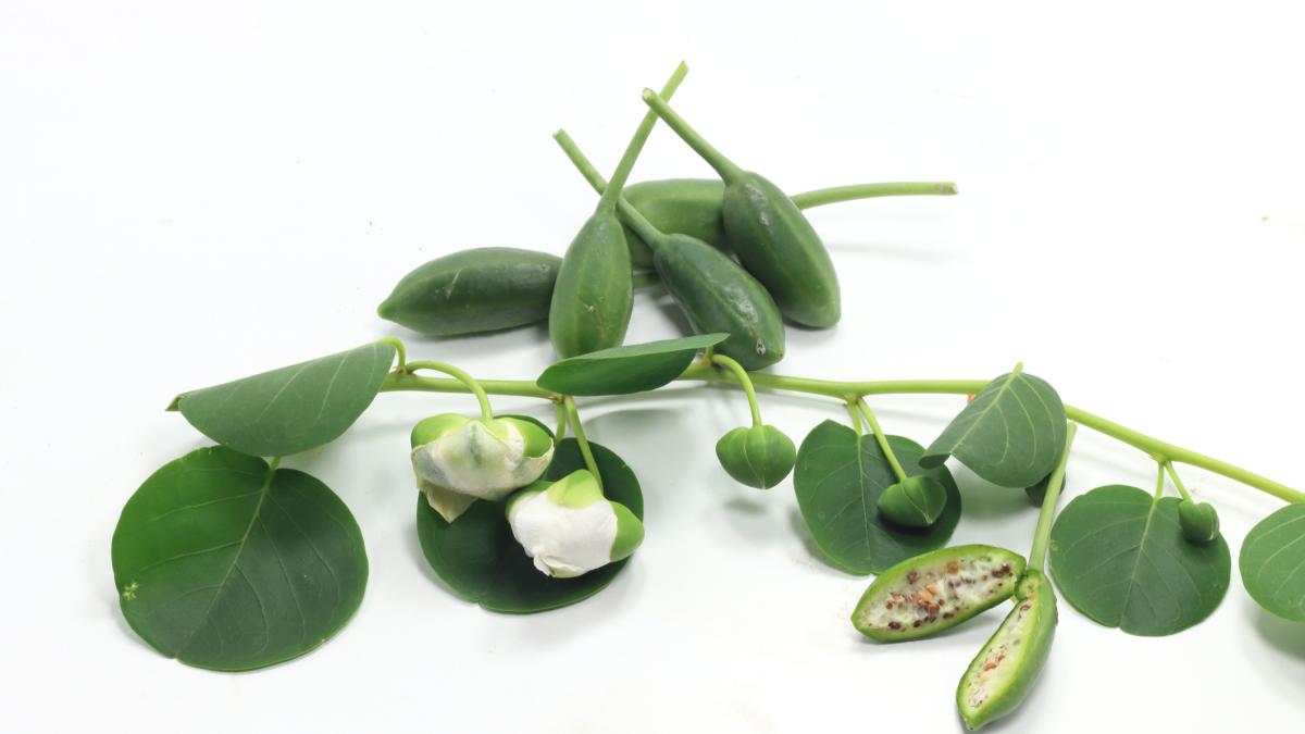 cucunci i frutti del cappero il tesoro dimenticato della cucina mediterranea da Gazzetta.it cucunci i frutti del cappero il tesoro dimenticato della cucina mediterranea