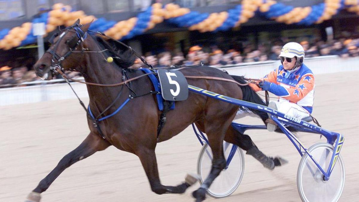 Morto Varenne, cavallo leggendario: il miglior trottatore di tutti i tempi aveva 31 anni