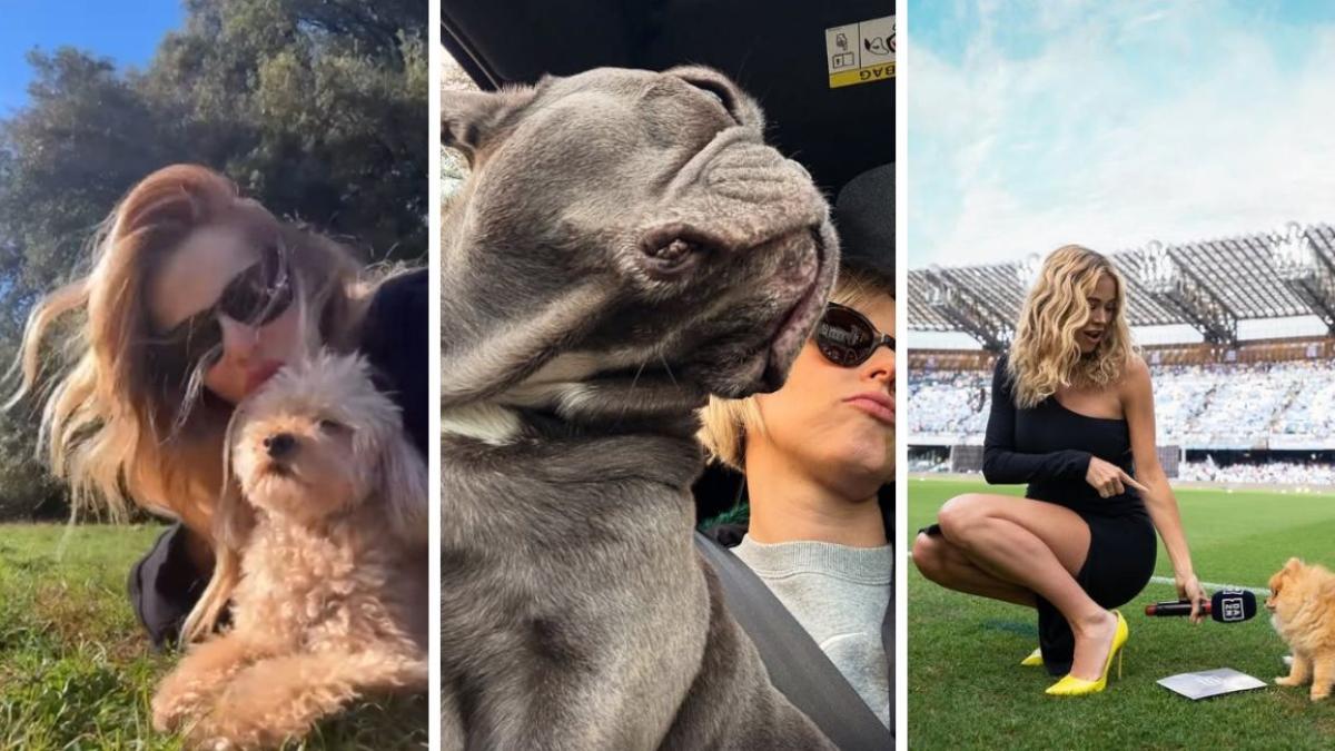 giornata mondiale del cane le razze pi249 amate i miti da sfatare le curiosit224 da Gazzetta.it giornata mondiale del cane le razze pi249 amate i miti da sfatare le curiosit224