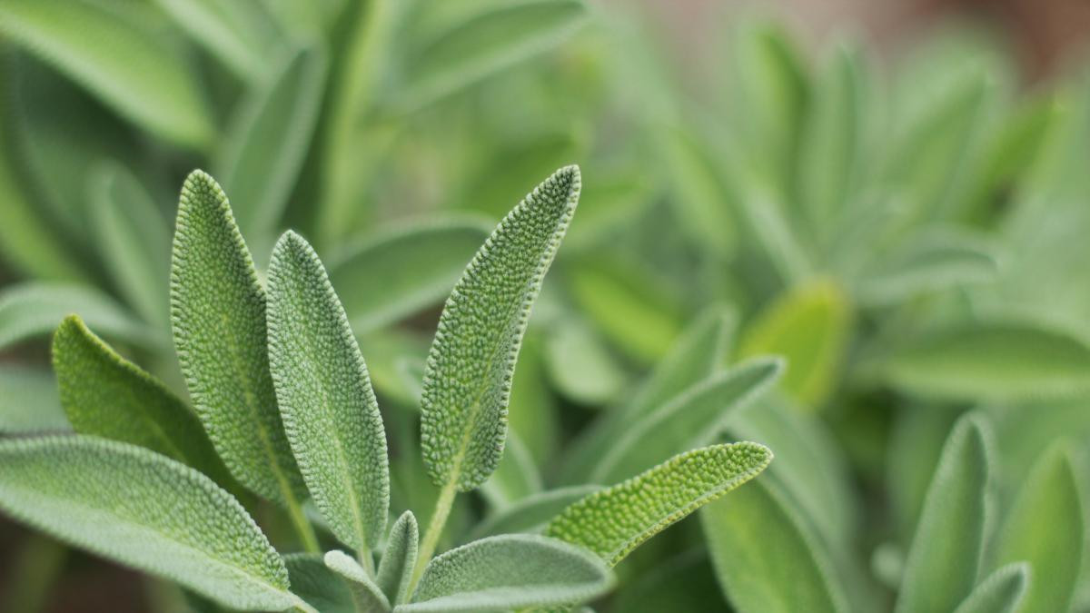 la salvia 232 l8217alleata segreta degli sportivi tutte le propriet224 che non ti aspetti da Gazzetta.it la salvia 232 l8217alleata segreta degli sportivi tutte le propriet224 che non ti aspetti