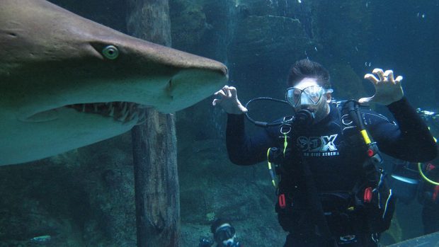 Squali: dove sono in Italia e cosa fare se ne incontri uno | Gazzetta.it