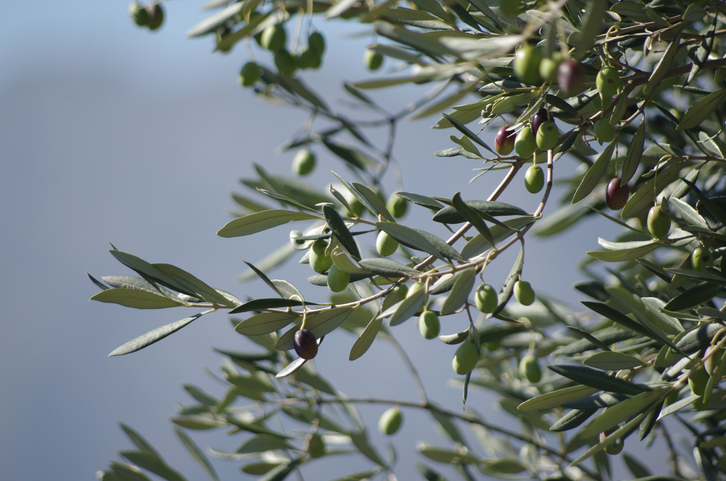 Olive nere maturazione