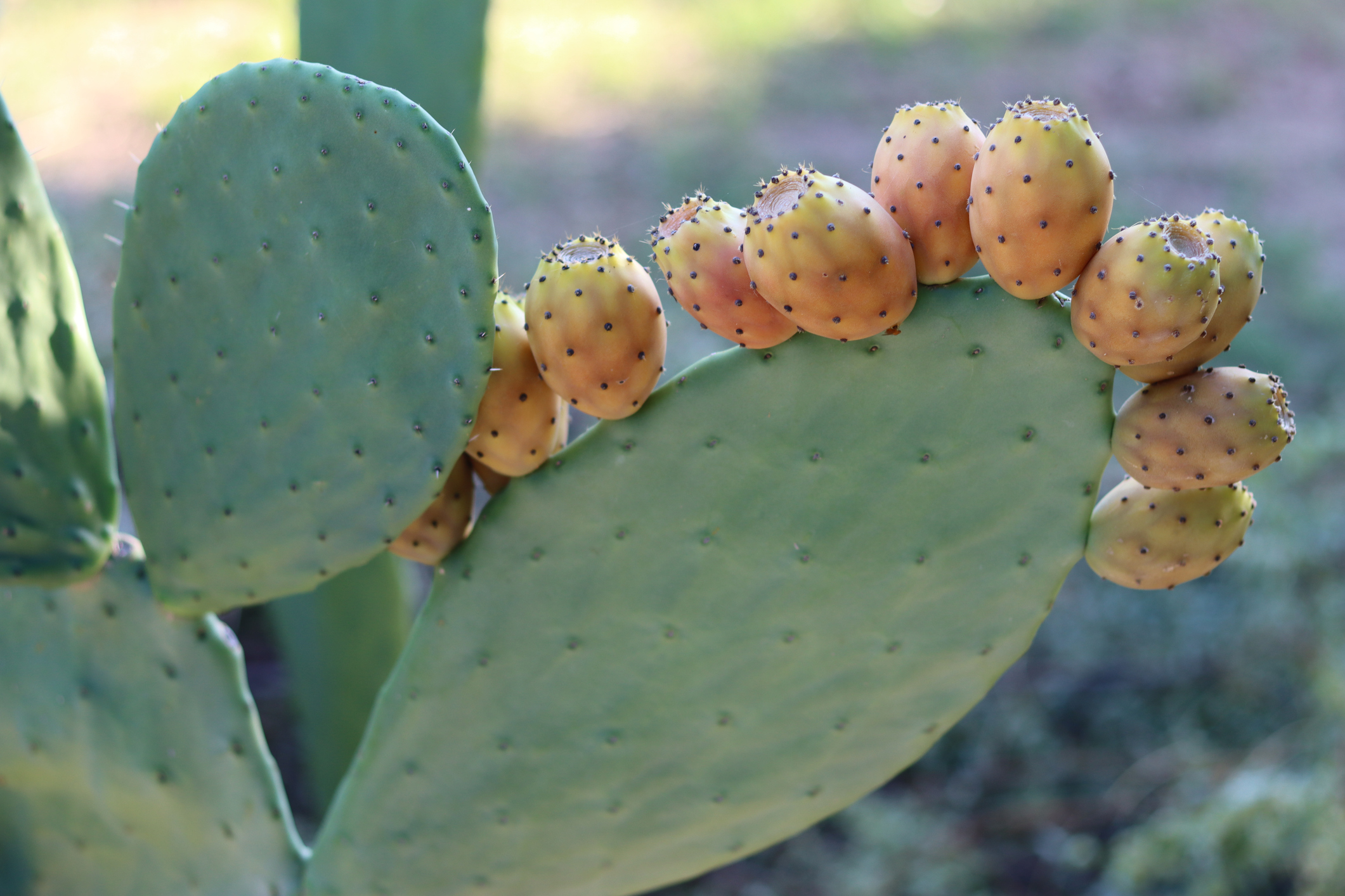 Close up of prickly pear cactus fruit