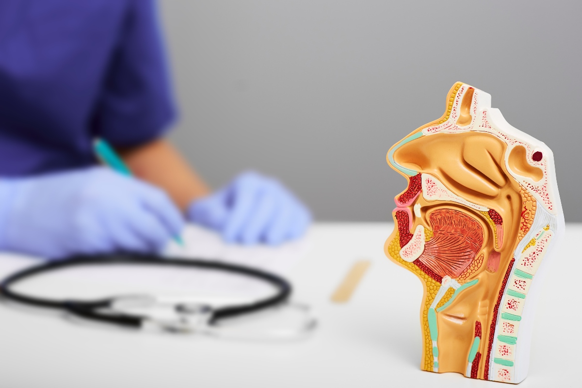 Nasal and oral cavity anatomical model for medical study on doctors table. ENT doctor during consultation over background