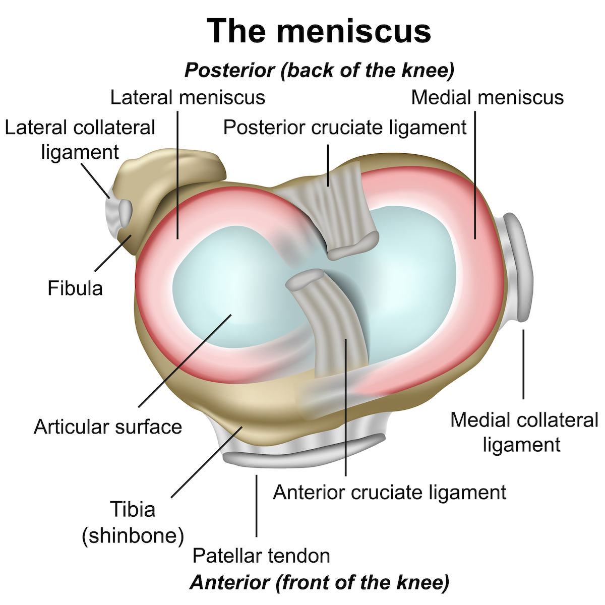 Menisco significato e patologie fisioterapia