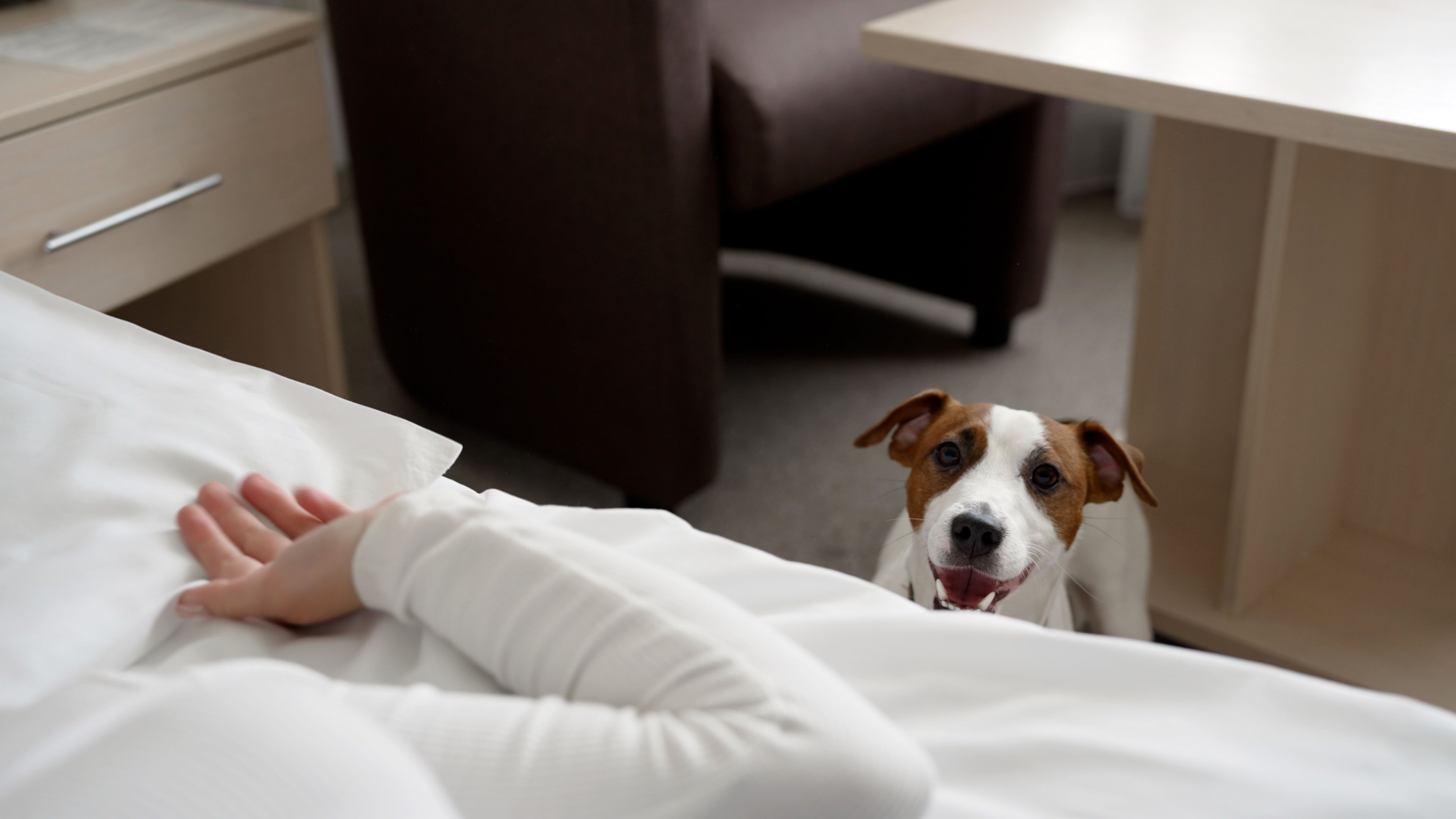 Dog friendly hotel. The dog runs into the hotel room. The cheerful dog ran into the hotel room.